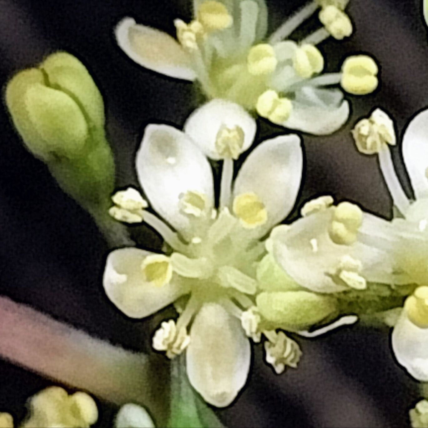 この花、ご存知ですか？直径7〜8mm程の小さな花！きっと見たことありますよー！アジサイ