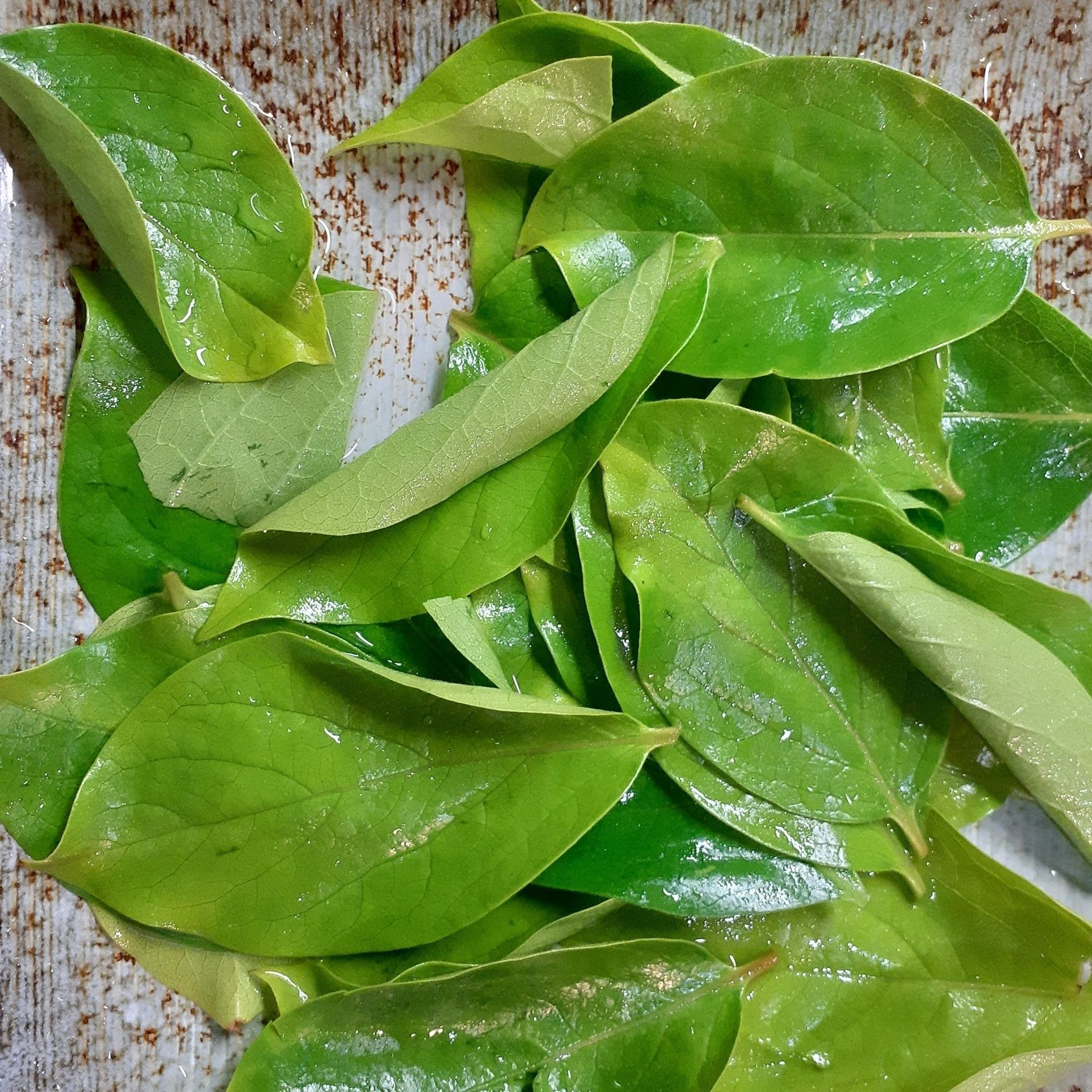 【即席柿の葉茶】柿の若葉独特のほのかな香りとやさしい味を楽しめます