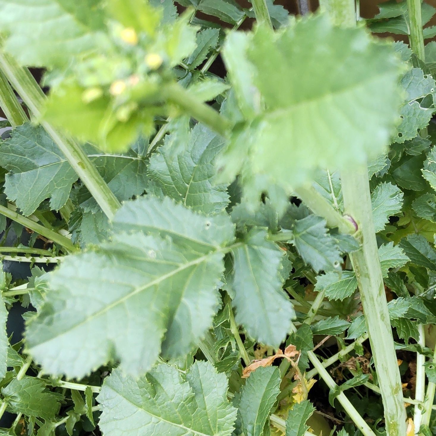 葉は食べると、とても美味しいですよね！実は、花も蕾も食べれます！