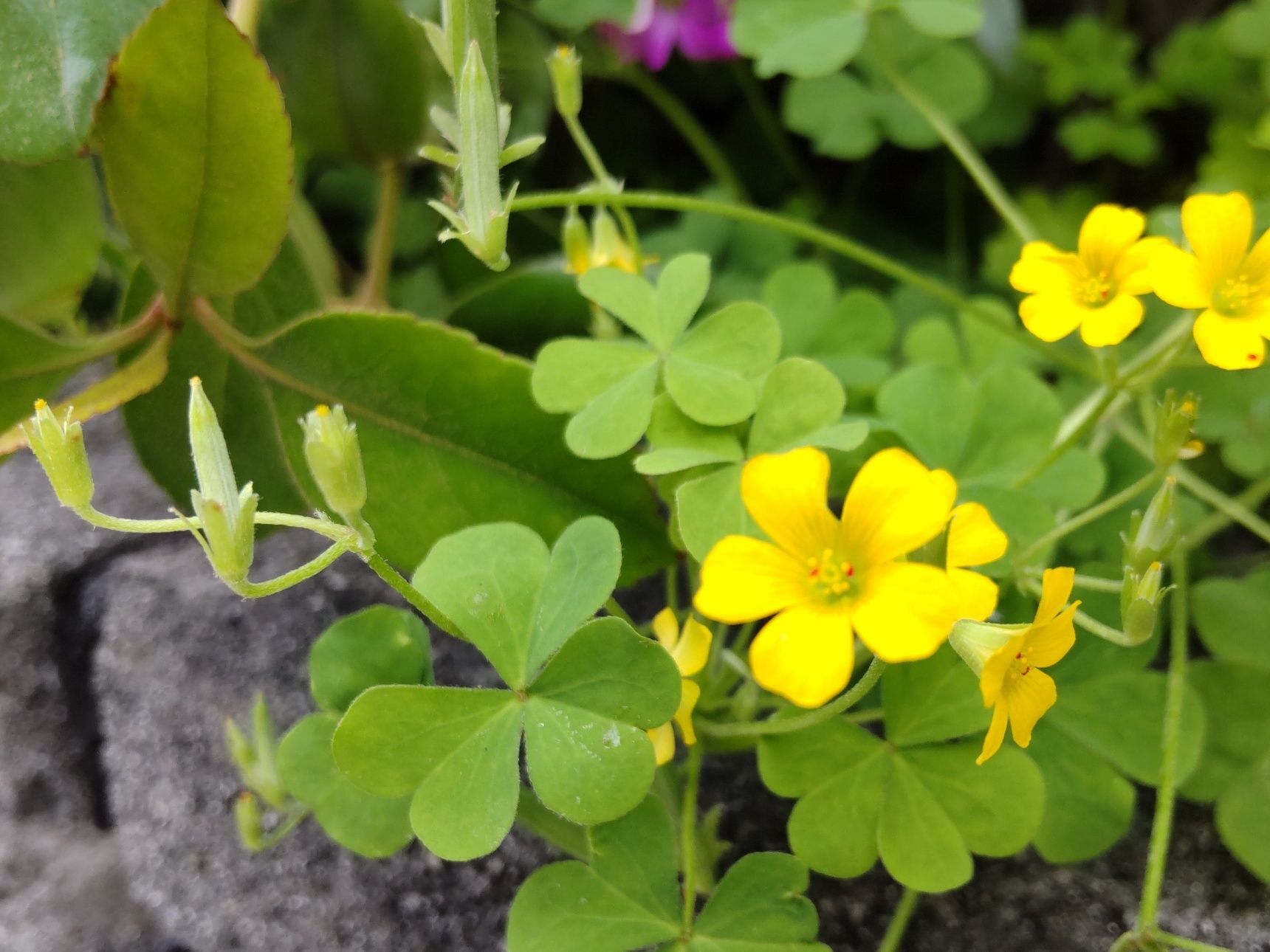 この植物は「カタバミ(片喰)」です。