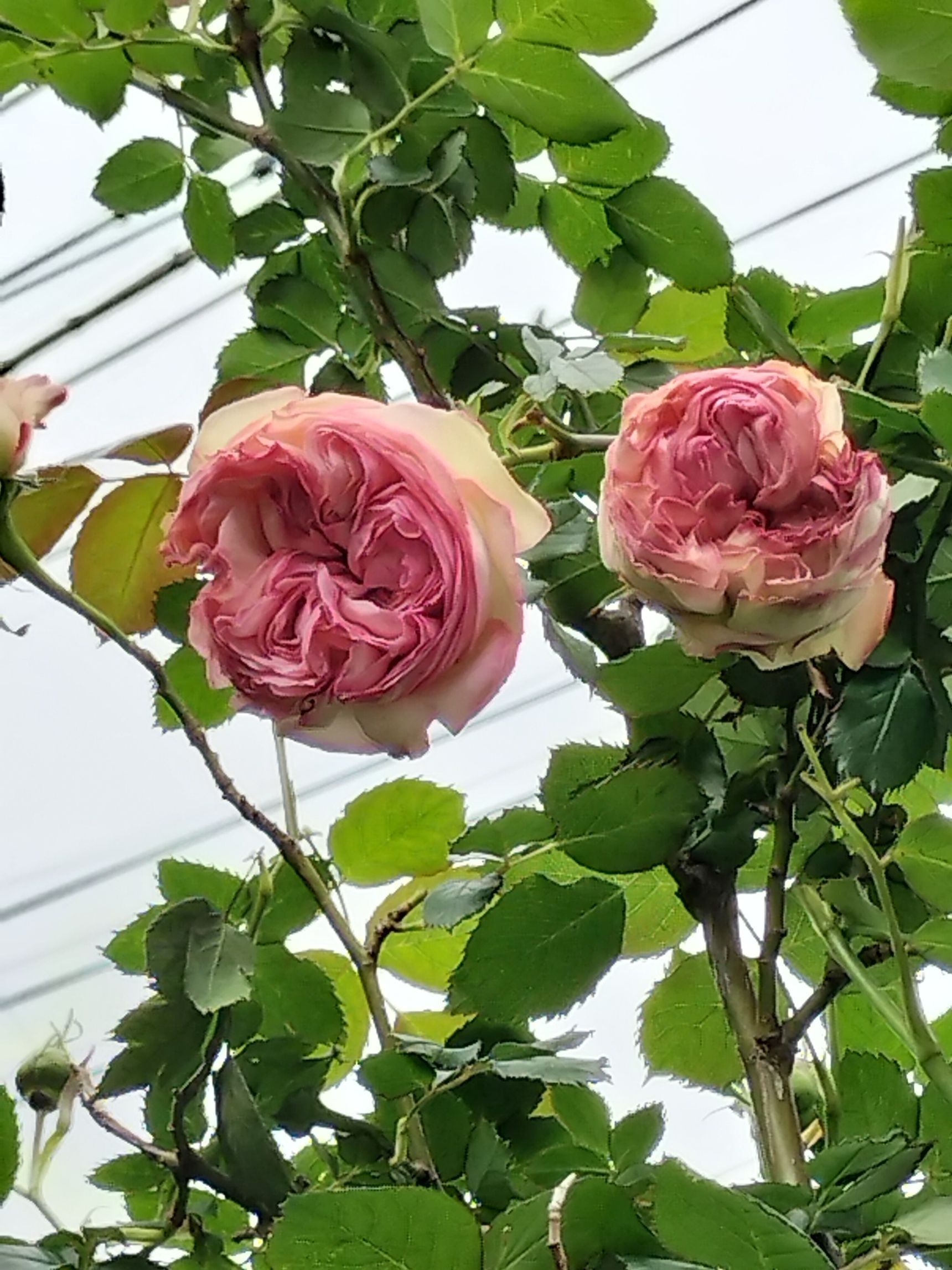 楽しみ方【1】お庭で、コーヒーを飲みながら、又、陶芸をしながら鑑賞！