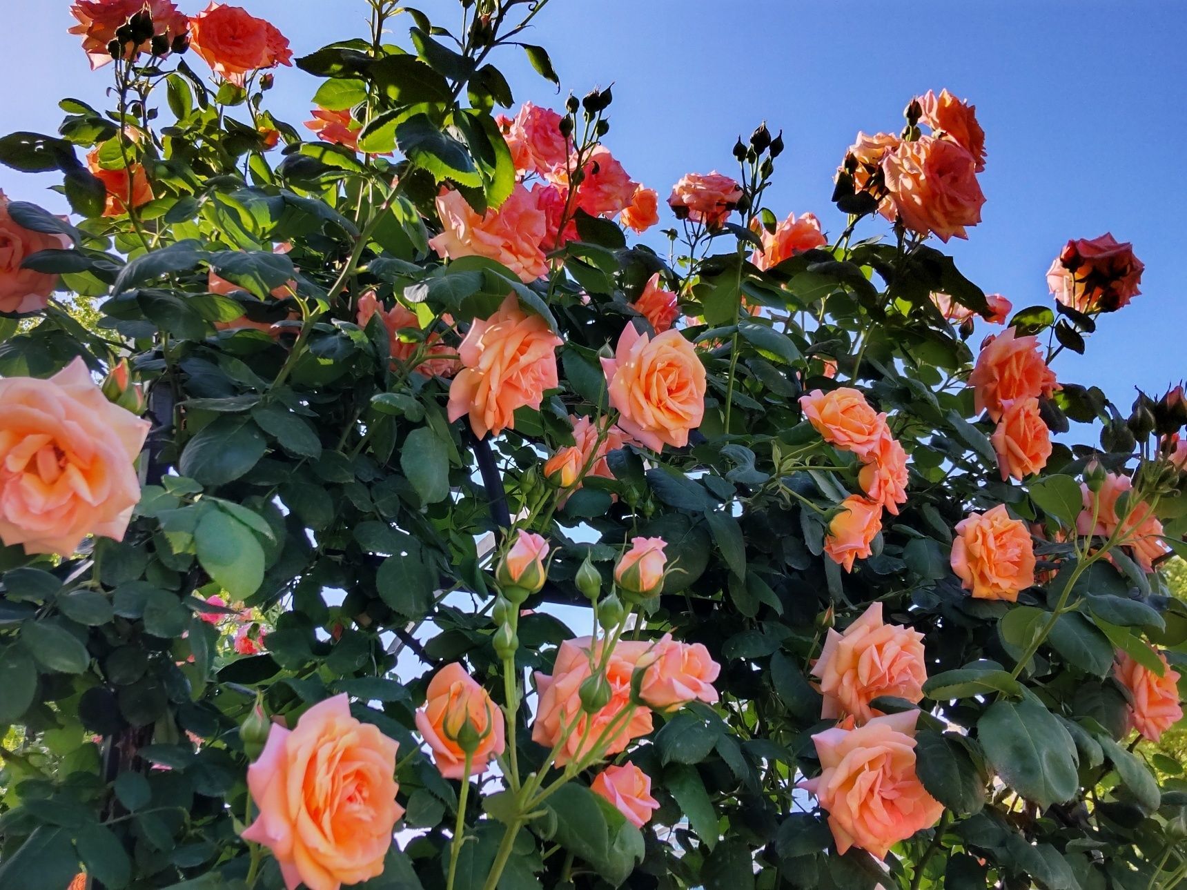 晴天の中、バラが綺麗に咲き誇っていました！