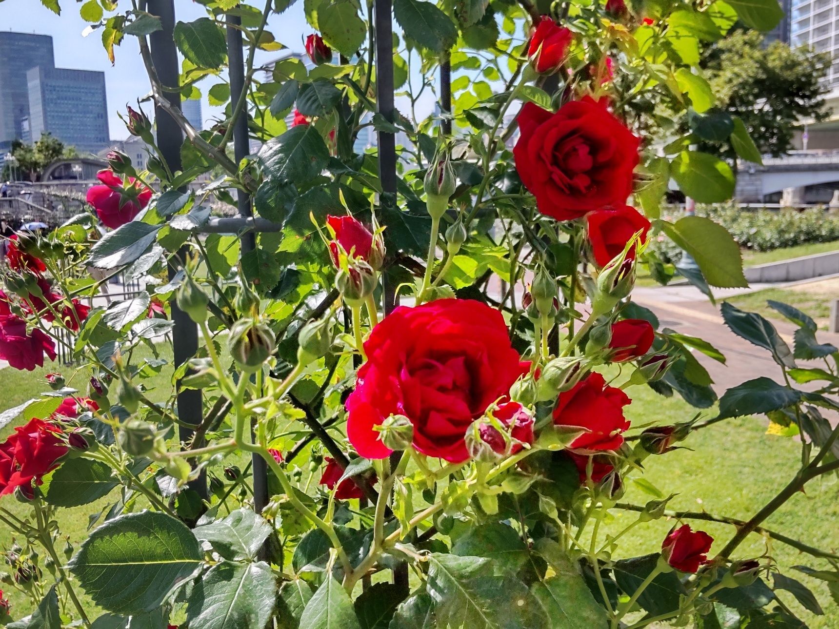 座席横に満開の真紅の薔薇が咲いていたので、「ローズソフトクリーム」と撮影してみましたよ！