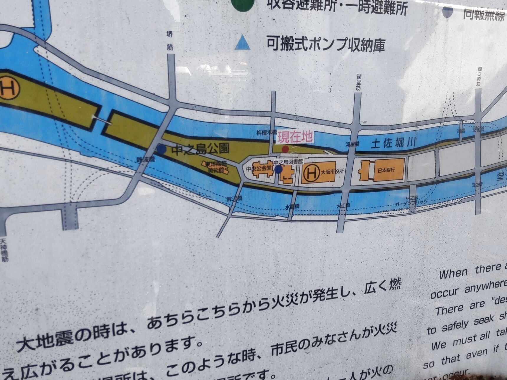 大阪の中之島公園内、散歩中に、変なキノコを発見ー！