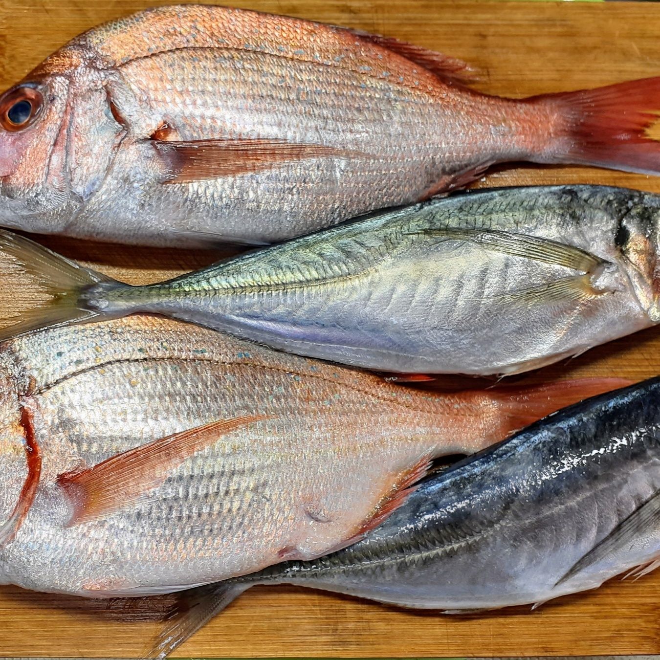 鯵と鯛の握り寿司！尾頭付き盛り付け握り寿司で美味しさアップ！