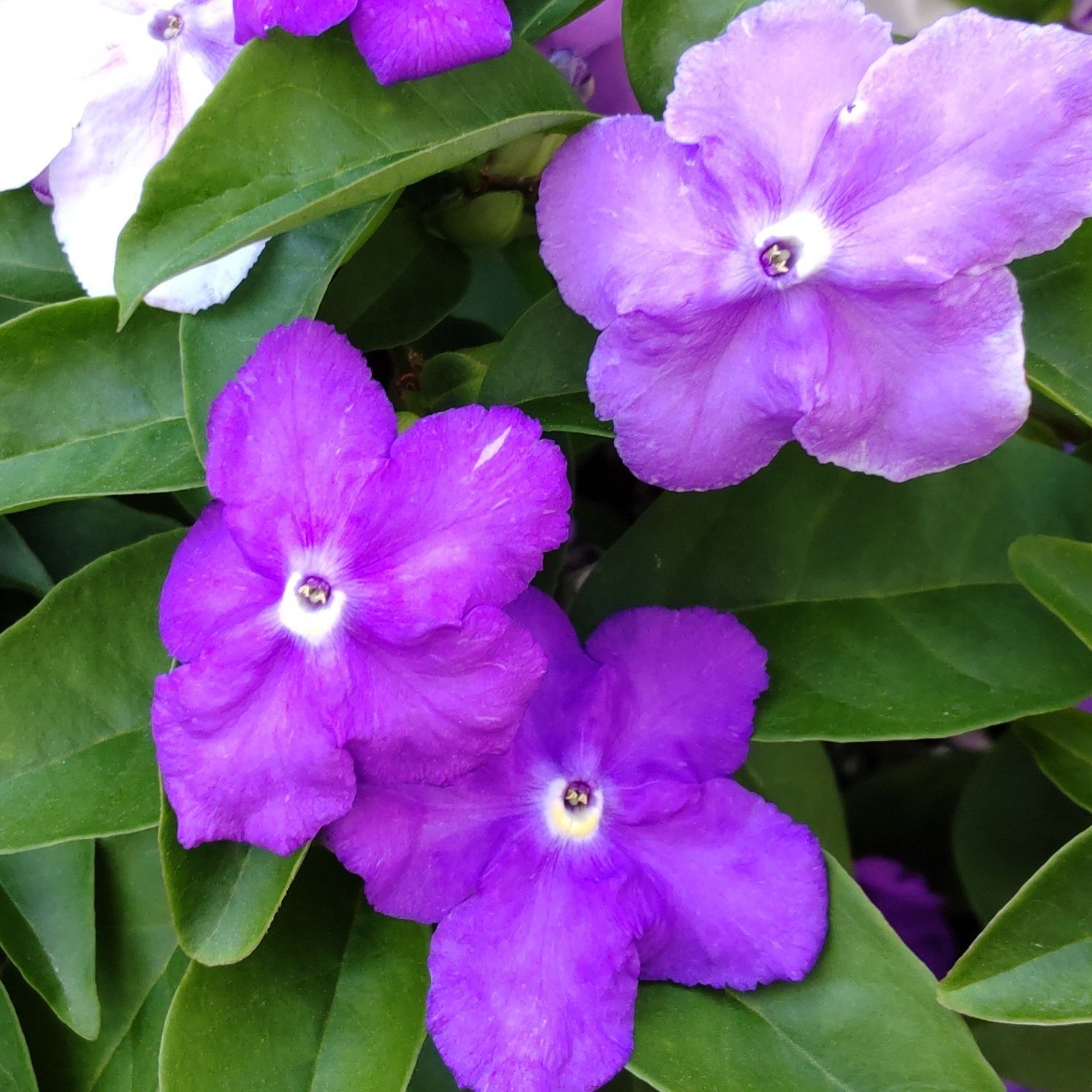 ニオイバンマツリは、花の色が紫から白に変化します、花言葉は、「幸運」「夢の名」「浮気な人」「熱心」。