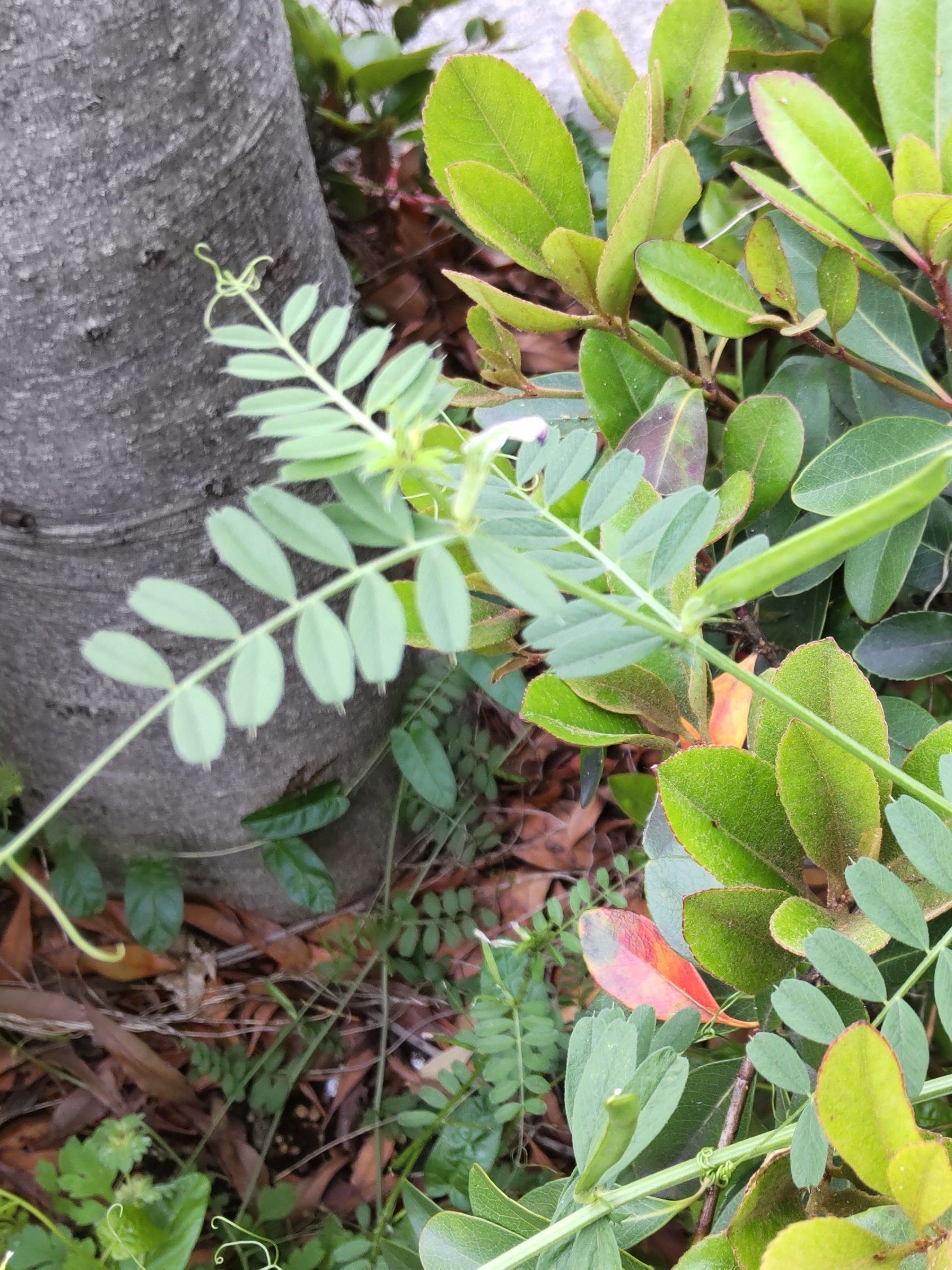 こちらは、今年の春に撮影した「カラスノエンドウ」の葉です。