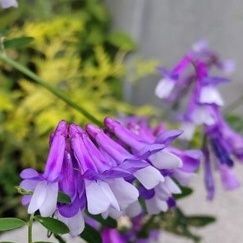 藤の花のような綺麗な紫色で、見惚れてしまいます♪