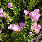 【5月の道端の雑草】「ヒルザキツキミソウ」とは？♡風に揺れる優美なピンク色のお花が超可愛い♪