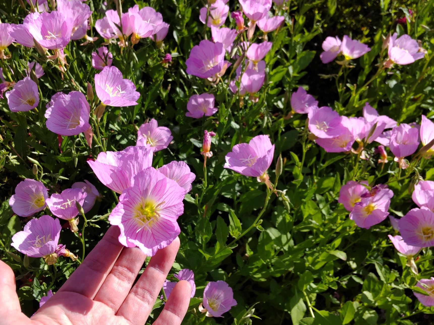 実は、帰化植物です。ピンク色の柔らかな繊細な花びらをもち、カップ形の花を、 株いっぱいに咲かせます。