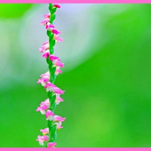 ネジバナを育てたい方におすすめの対策「捩花/Spiranthes sinensis」