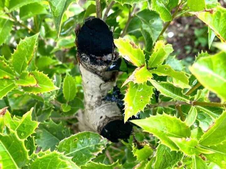 すごい効果を発揮!剪定した後はこうするだけ♪家で眠っていたら使ってみて!