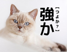 【強か】を「つよか」と読むと笑われます！【読めないと恥ずかしい漢字クイズ】