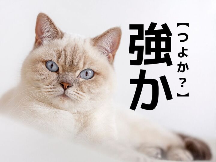 【強か】を「つよか」と読むと笑われます!【読めないと恥ずかしい漢字クイズ】