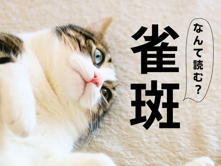 【雀斑】なんて読む?「ジャクハン」以外の読み方があるんです!【知ってたらスゴイ!漢字クイズ】
