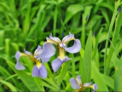 ハナショウブの病害虫対策