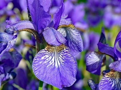 ハナショウブの花言葉