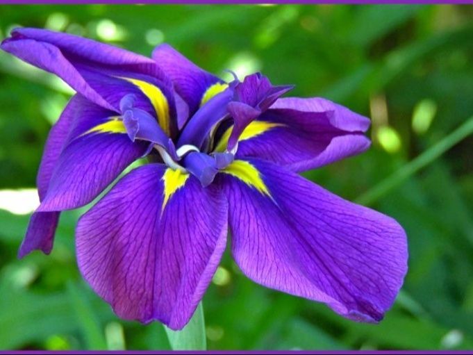 初心者向けハナショウブの栽培方法「花菖蒲/Japanese Iris」