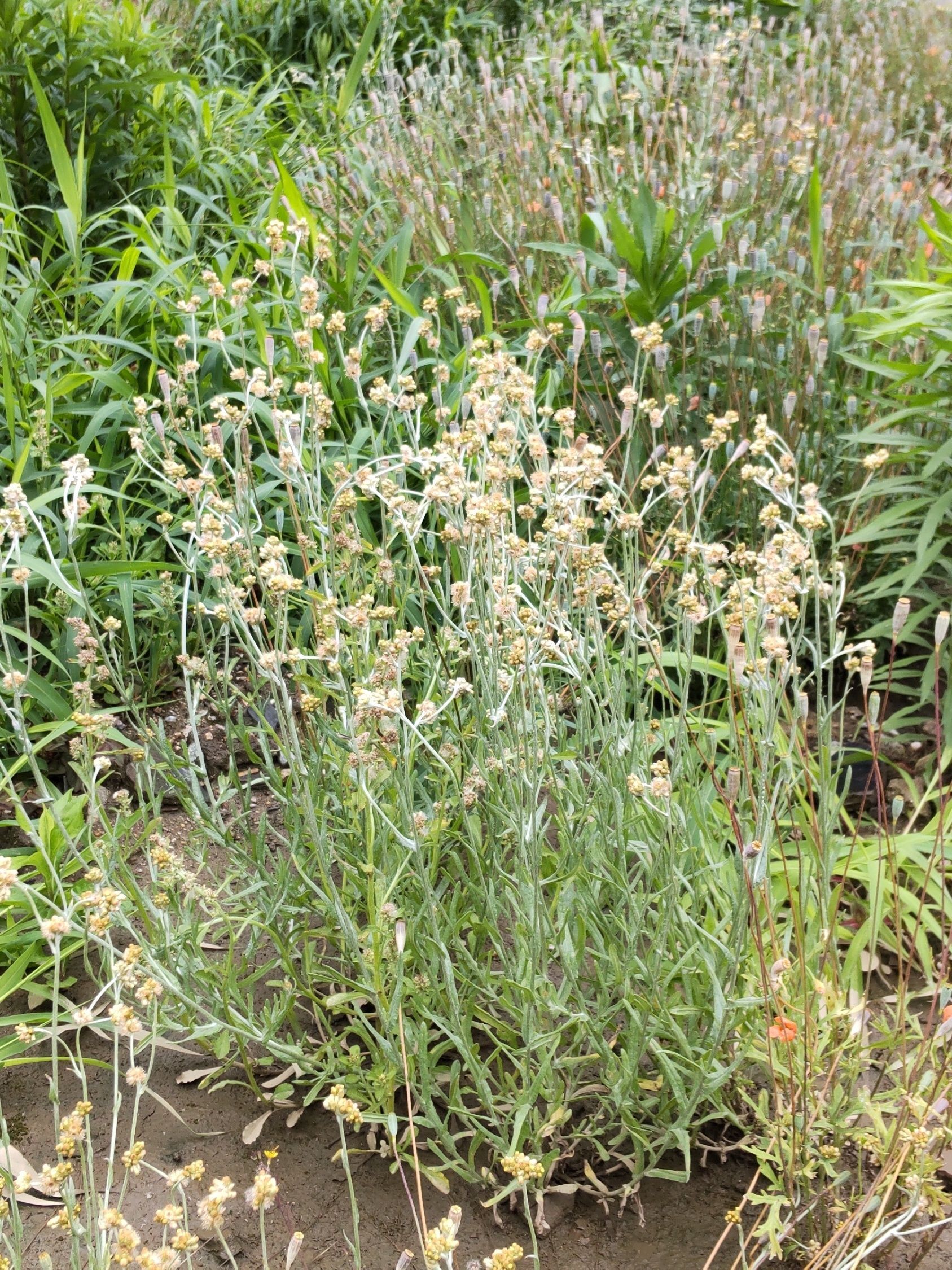 【5月道端の雑草】誰も見てない、やたら地味な花を咲かせる雑草の正体は？「母子草」と比較してみたよ。