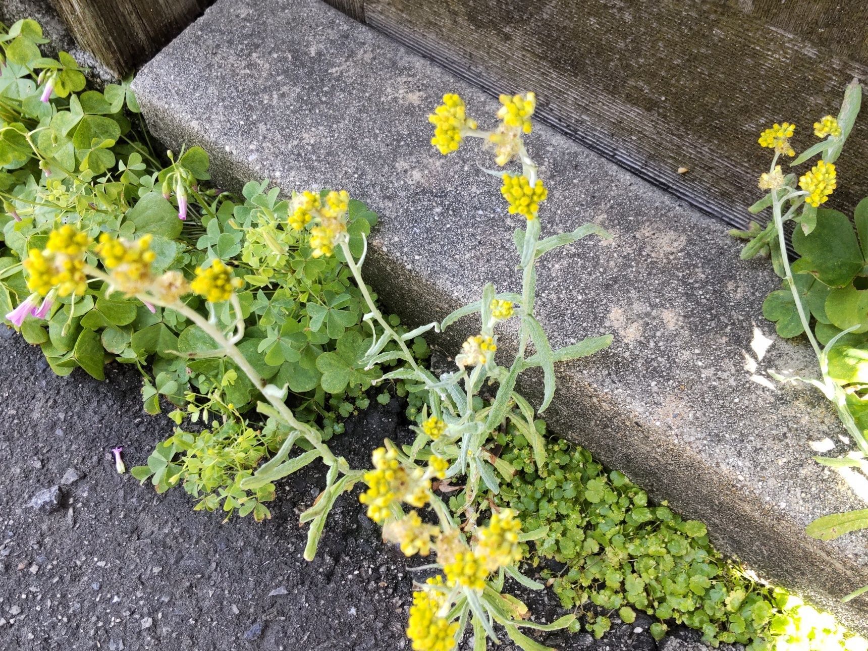 同じ時期に撮影した、鮮やかな黄色い花を咲かせる「ハハコグサ」です。