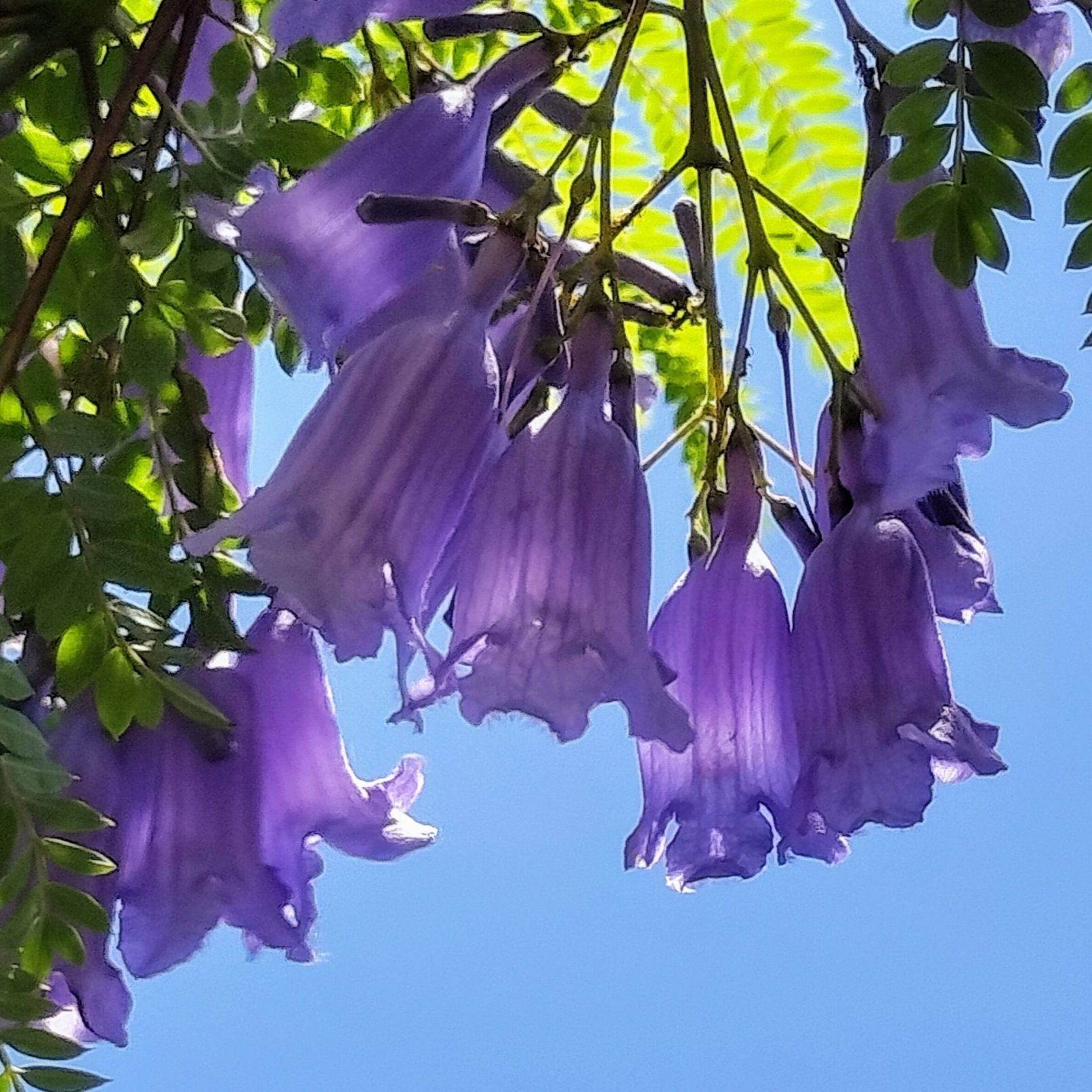 この花、ご存知ですか？長さは5cm程！その名の通り、紫色の花がふわりと（去年より美しいジャカランダ）