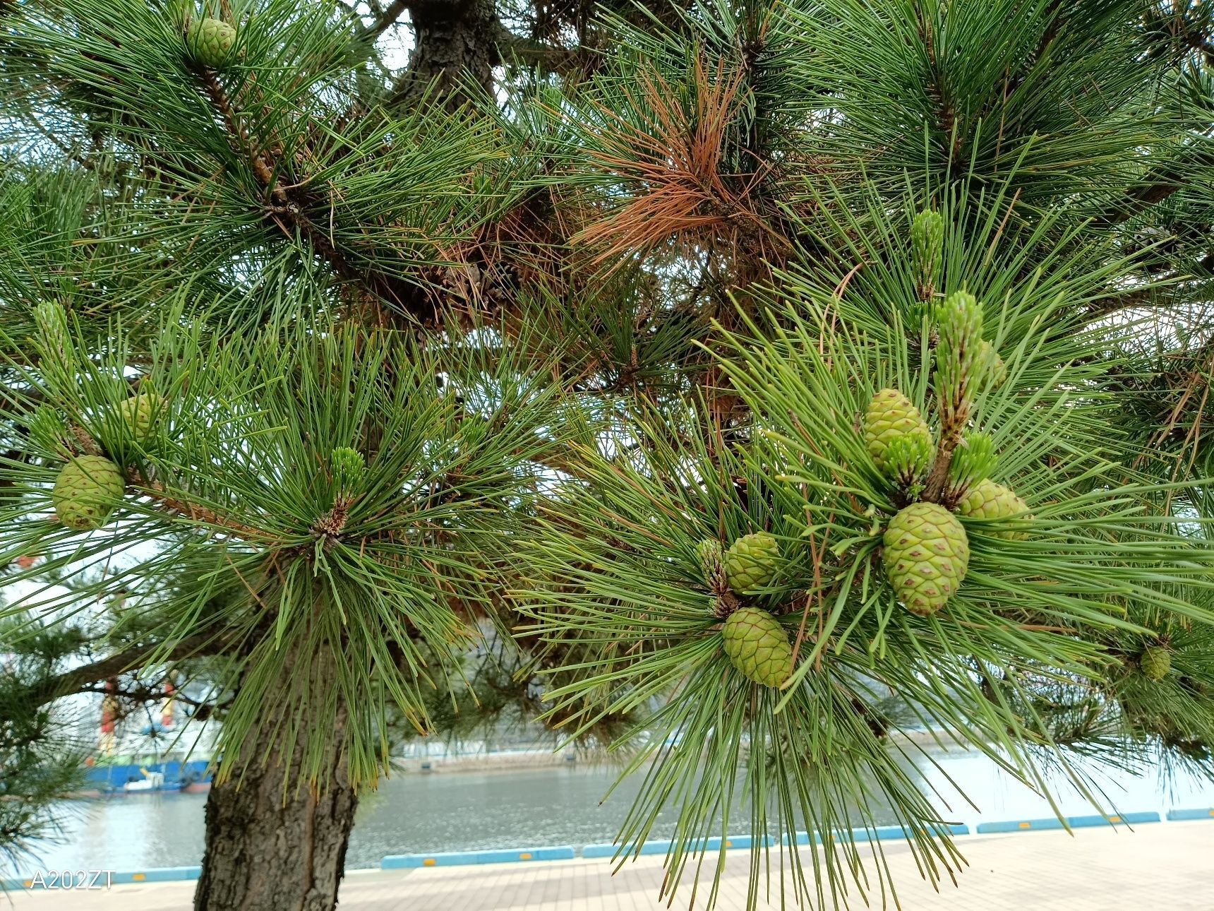 驚きのBefore After「 Pine cone」の場合・・・