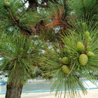 驚きのBefore After「 Pine cone」の場合・・・