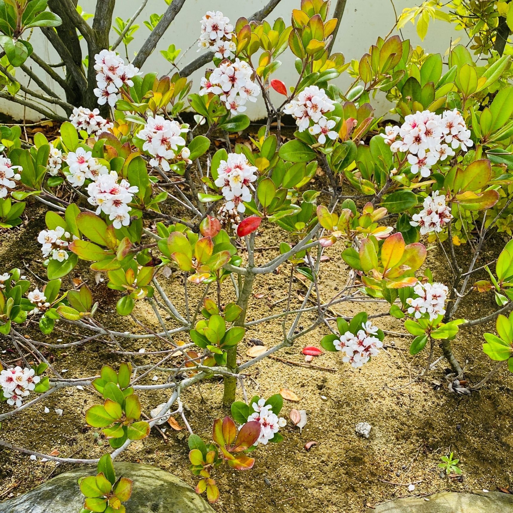 可愛いくて実は逞しいお花「シャリンバイ」大気汚染にも活躍中！