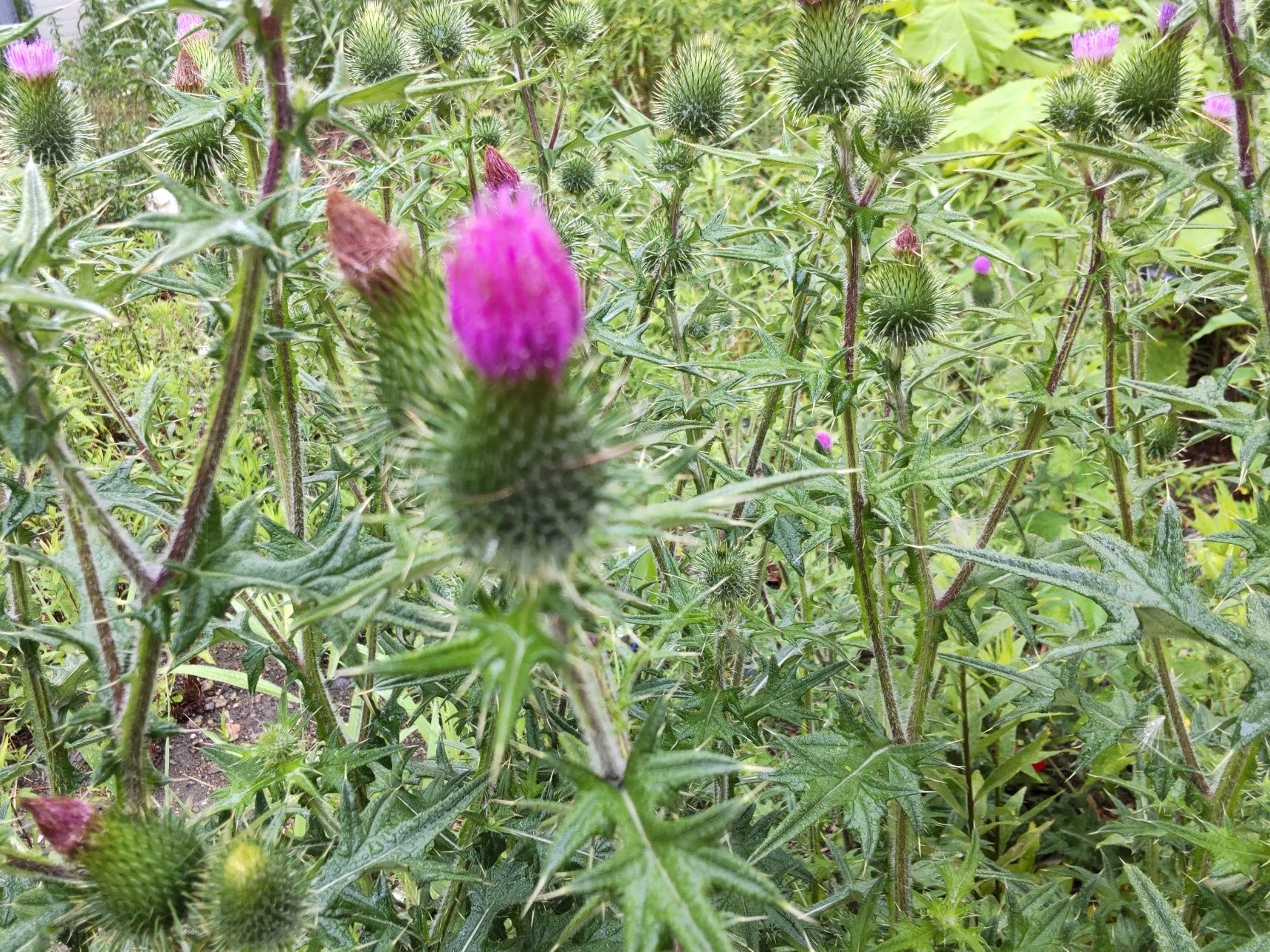 この植物は「セイヨウオニアザミ」です。