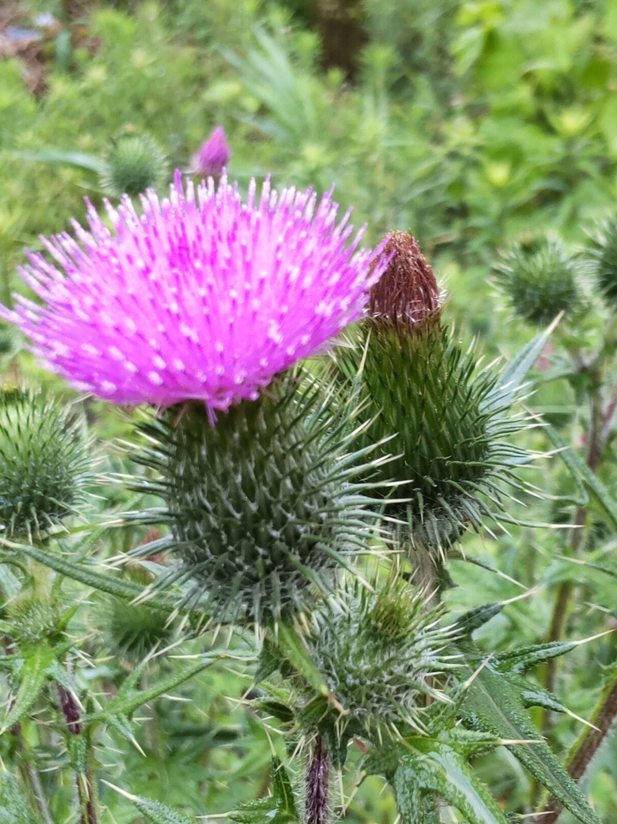 花は小さな筒状花が集まった状態になっていて、花の色はピンクがかった紫色です。