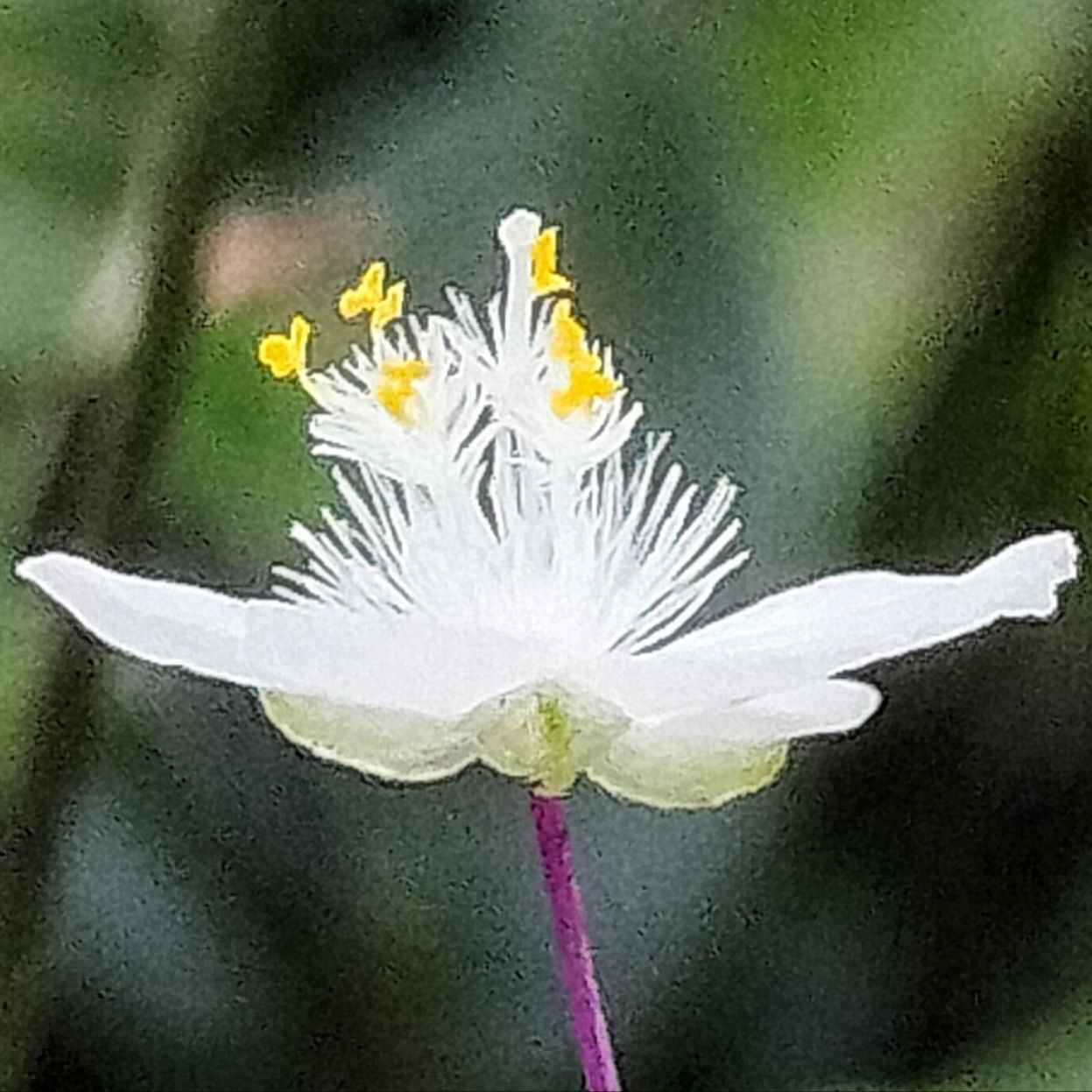この花ご存知ですか？直径8mm程の繊細で美しい白い小花！ブライダルベールですよー！