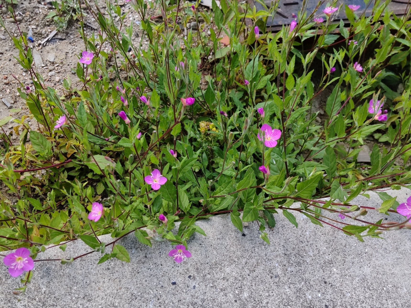 この植物は「アカバナユウゲショウ（赤花夕化粧）」です。