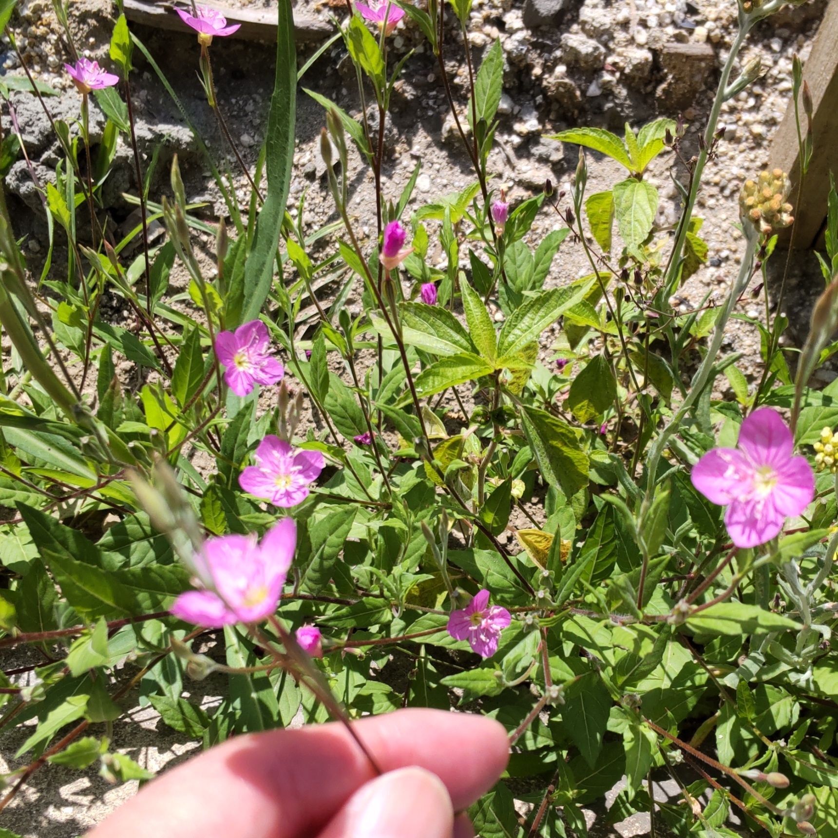 実は、強健すぎて厄介な植物とも言われています