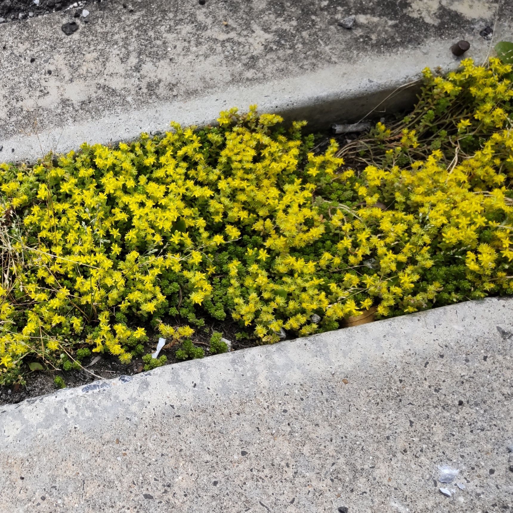 溝の中が花壇になっていますよ！