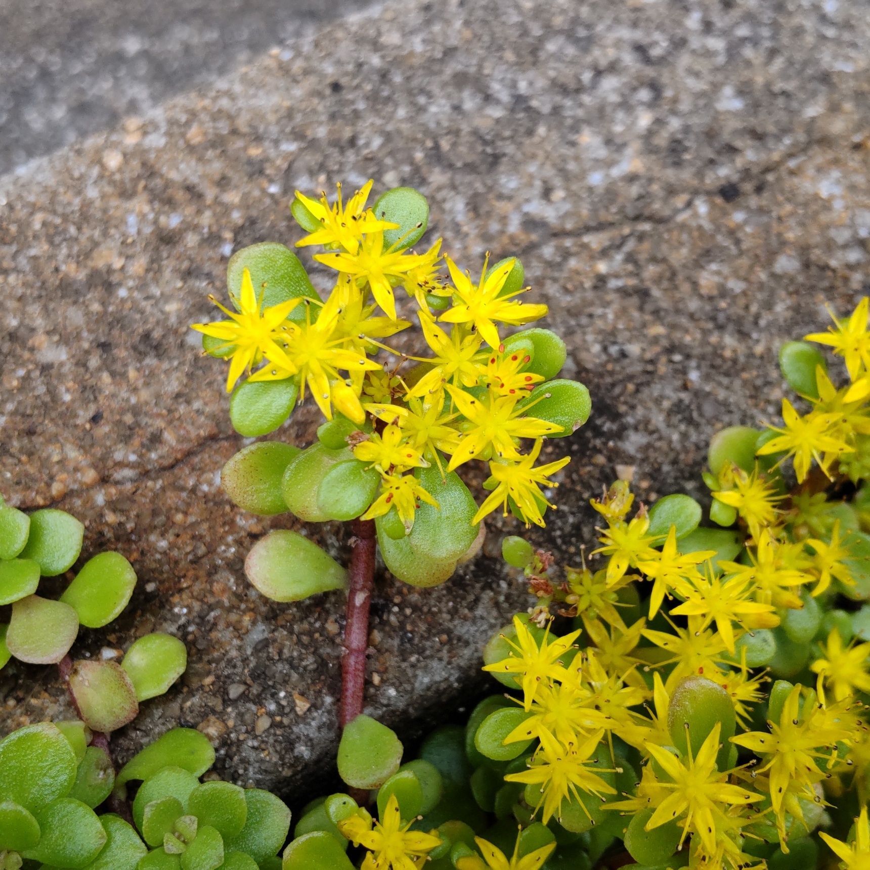 マルバマンネングサ（丸葉万年草、学名Sedum makinoi Maxim.）。発見者は大人気だった朝ドラ『らんまん』でおなじみの植物学者、牧野富太郎氏。