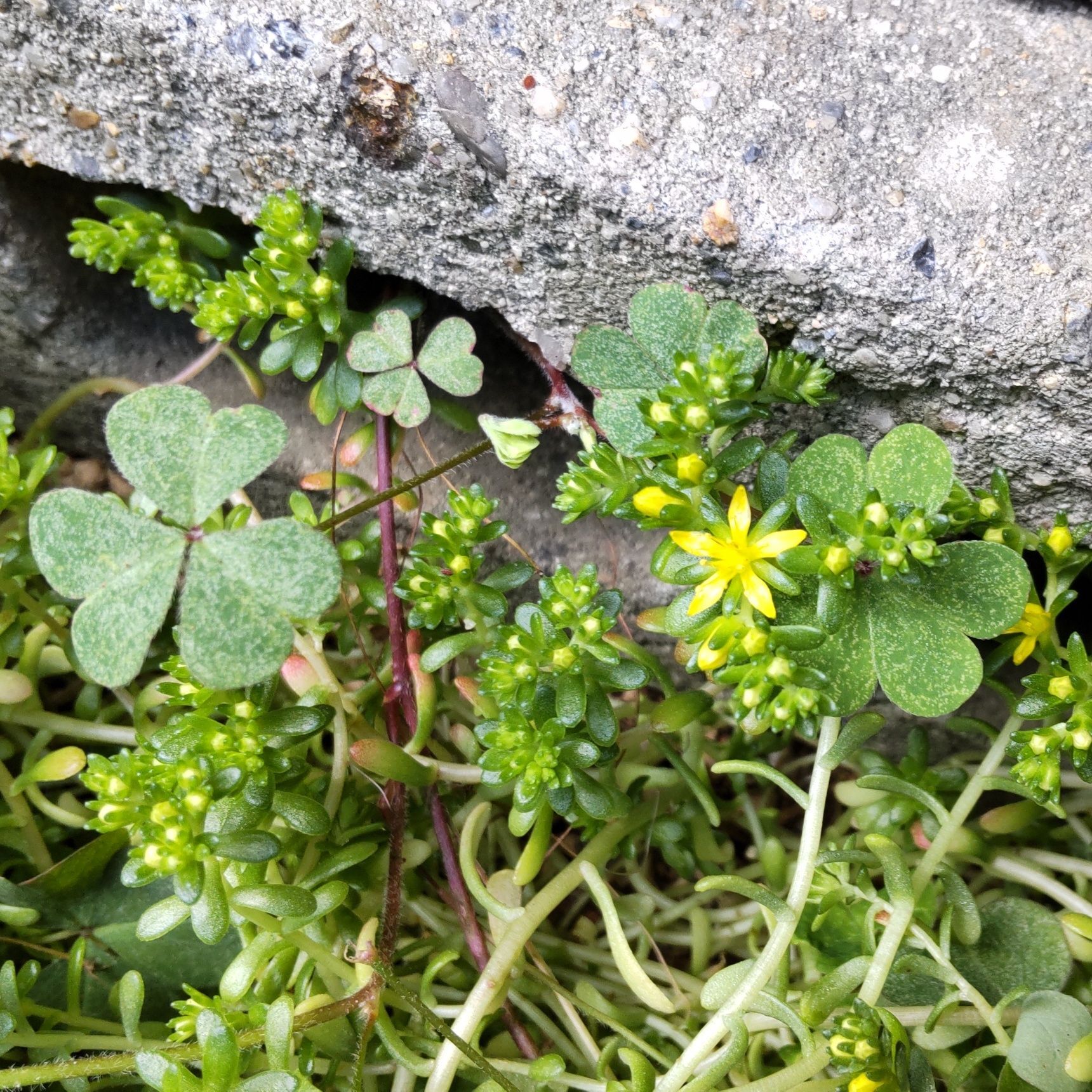 道端の色々な場所でひょこっと、可愛い顔（花）を見せてくれますよ！