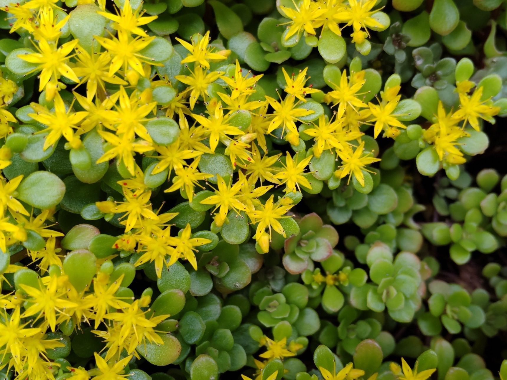 園芸初心者の方にも、お勧めの植物なんです！育て方は、放任したほうが丈夫に育ちます！