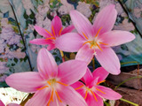 【6月の道端の有毒植物】本当は怖い！「清純な愛」に満ちたサフランモドキの花姿。意外な顔とは？