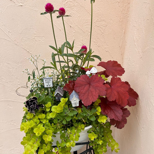 予算1,000円⭐︎初夏の寄せ植え｜園芸のアイデア｜暮らしニスタ