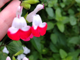 【6月開花】ピカイチ植物♡葉を揉んだサクランボの香りが防虫効果あり！♡花言葉は「燃ゆる思い」♪