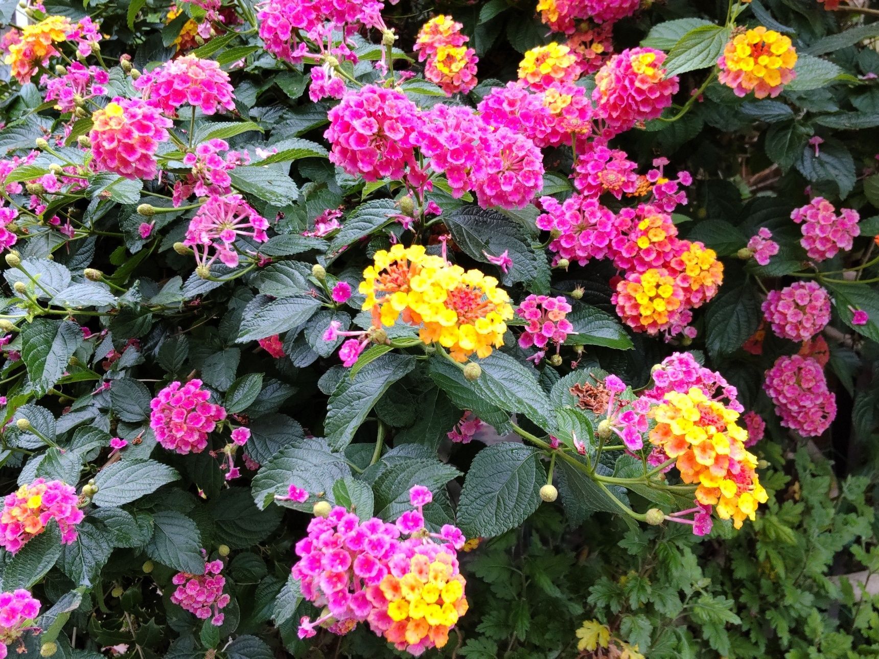花姿が好きな方は、ランタナの園芸品種の中から、安全なものを選ぶと良いですね。