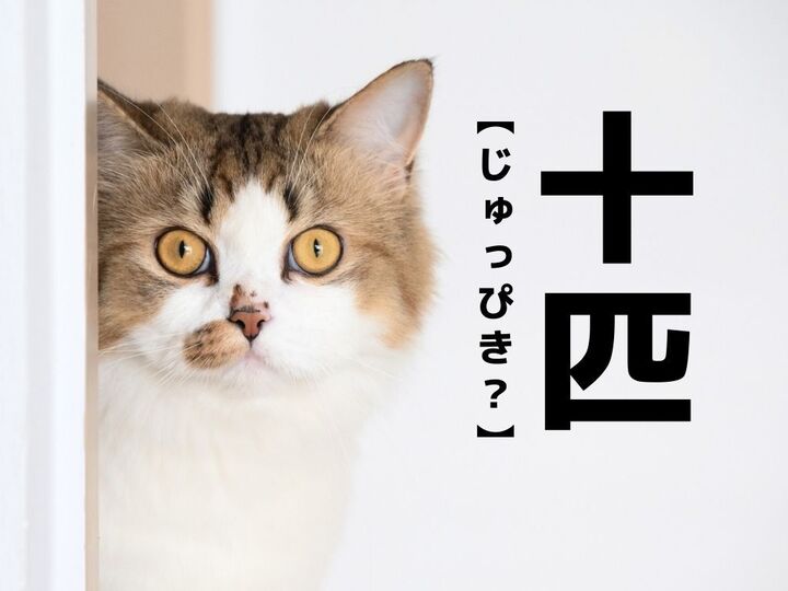 【十匹】は「じゅっぴき」と読まない!?本来の読み方は?【意外と知らない漢字クイズ】