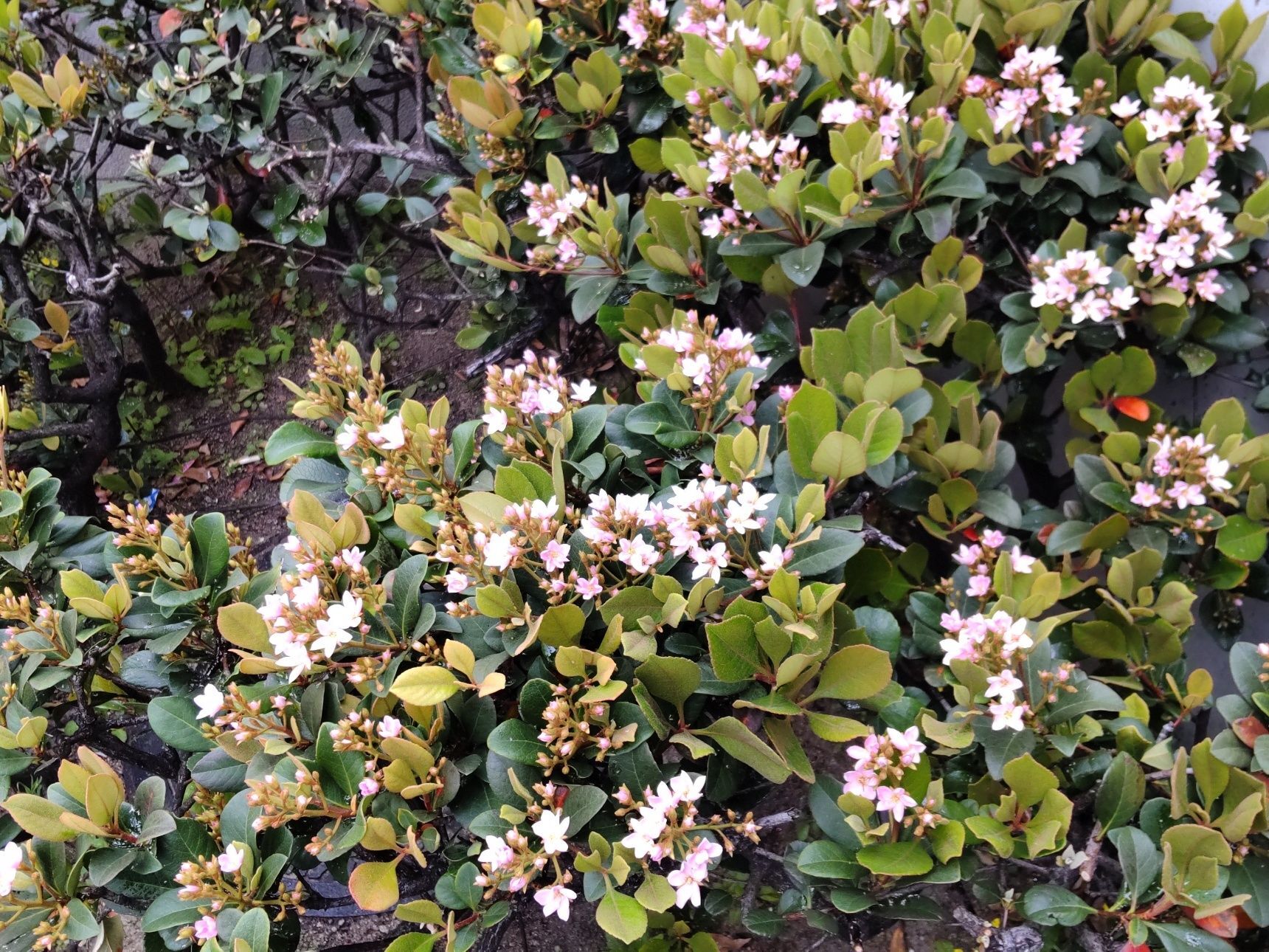 この植物は「シャリンバイ（車輪梅）」、写真は、ピンクのお花を開花させる品種です
