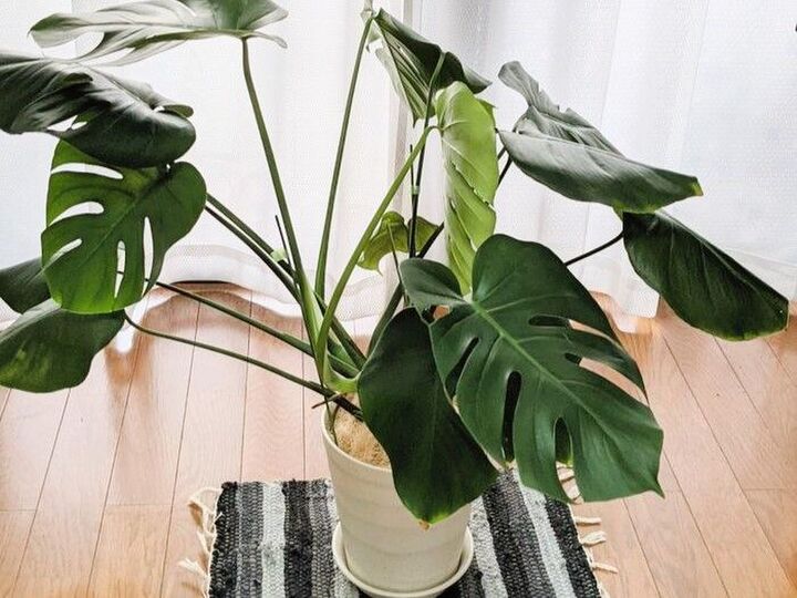 横に広がってしまった『モンステラ』私はこうやって飾ります。「なるほどおしゃれ!」「簡単でイイ♡」