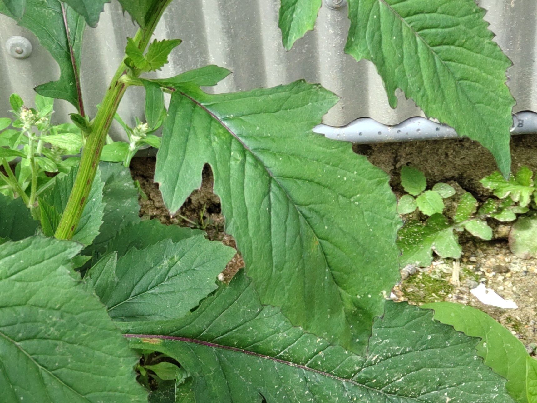 春菊似の味！「昭和草」として戦中から戦後にかけて野菜の代用としても利用されていた。