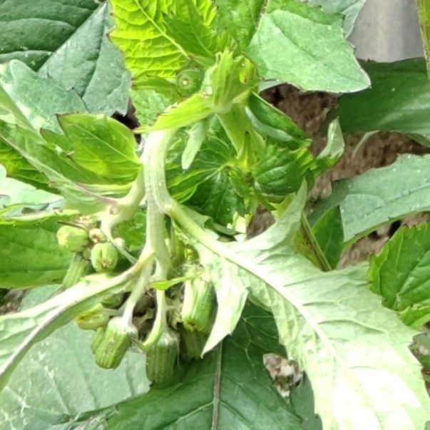 変わったお花→頭を垂れる蕾や花！花が終わると、上を向きます！