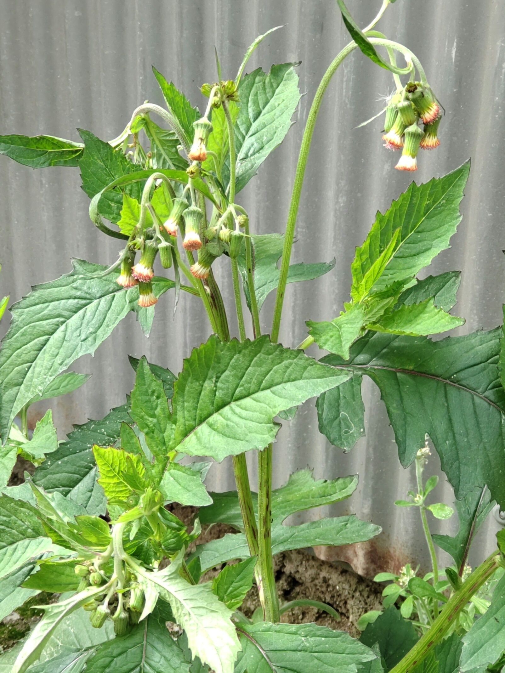 この植物は「ベニバナボロギク（紅花襤褸菊)」です。別名「ショウワソウ(昭和草)」「ナンヨウシュンギク(南洋春菊)」