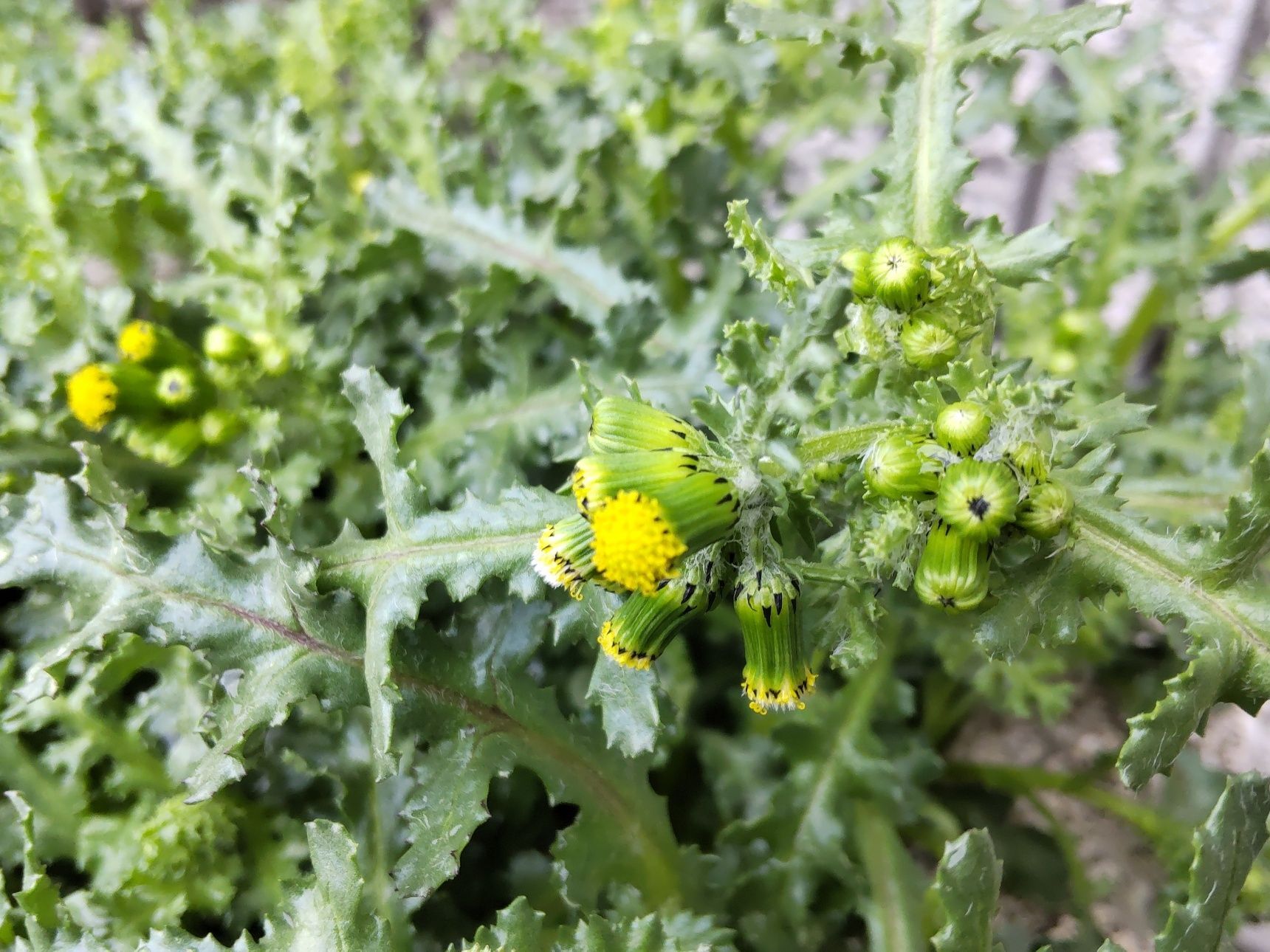 こちら、食用に向かない「ノボロギク」（ベニバナボロギクに近縁の野草）です。