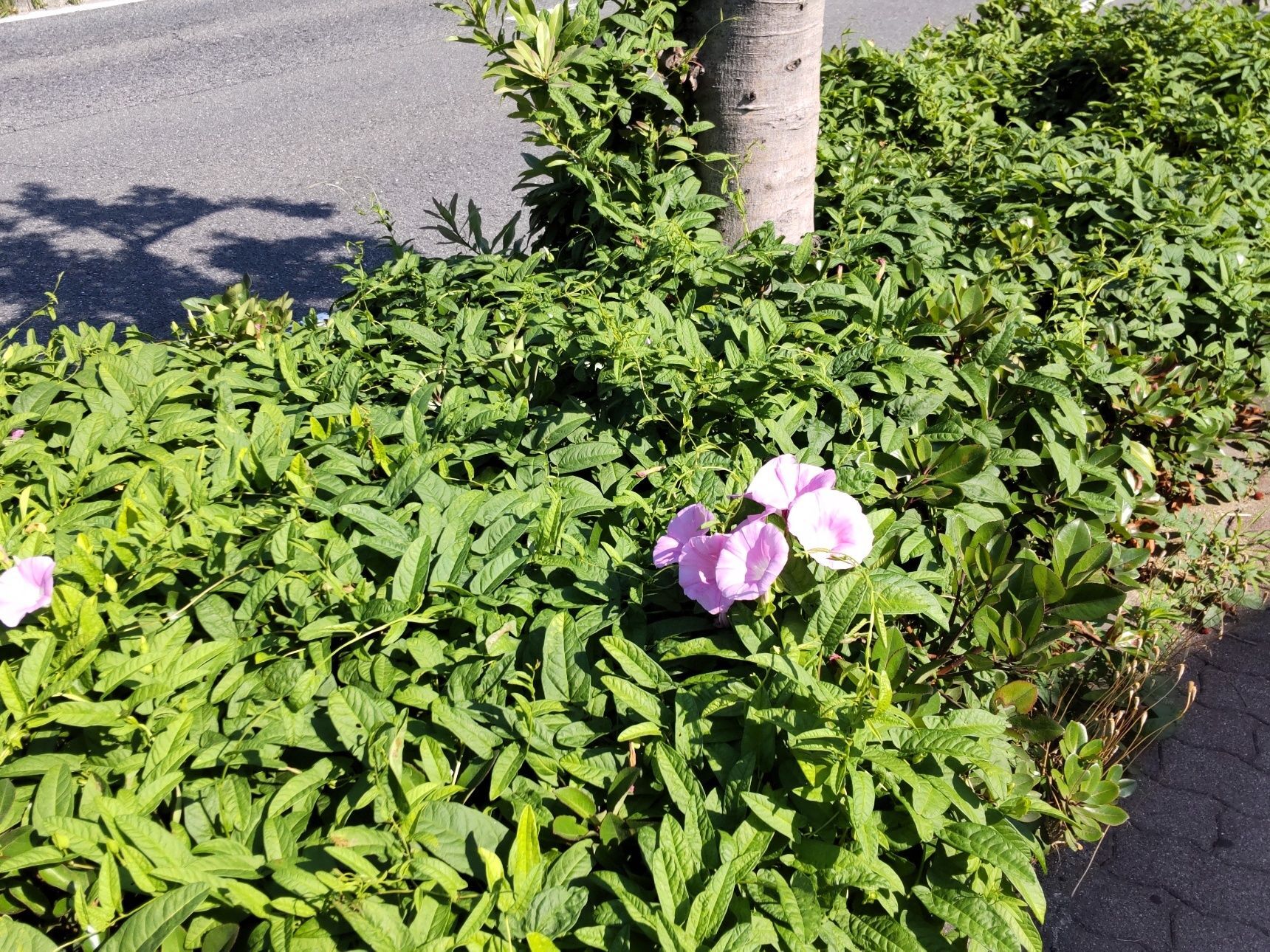 街路樹のシャリンバイの生息地を搾取しての開花！