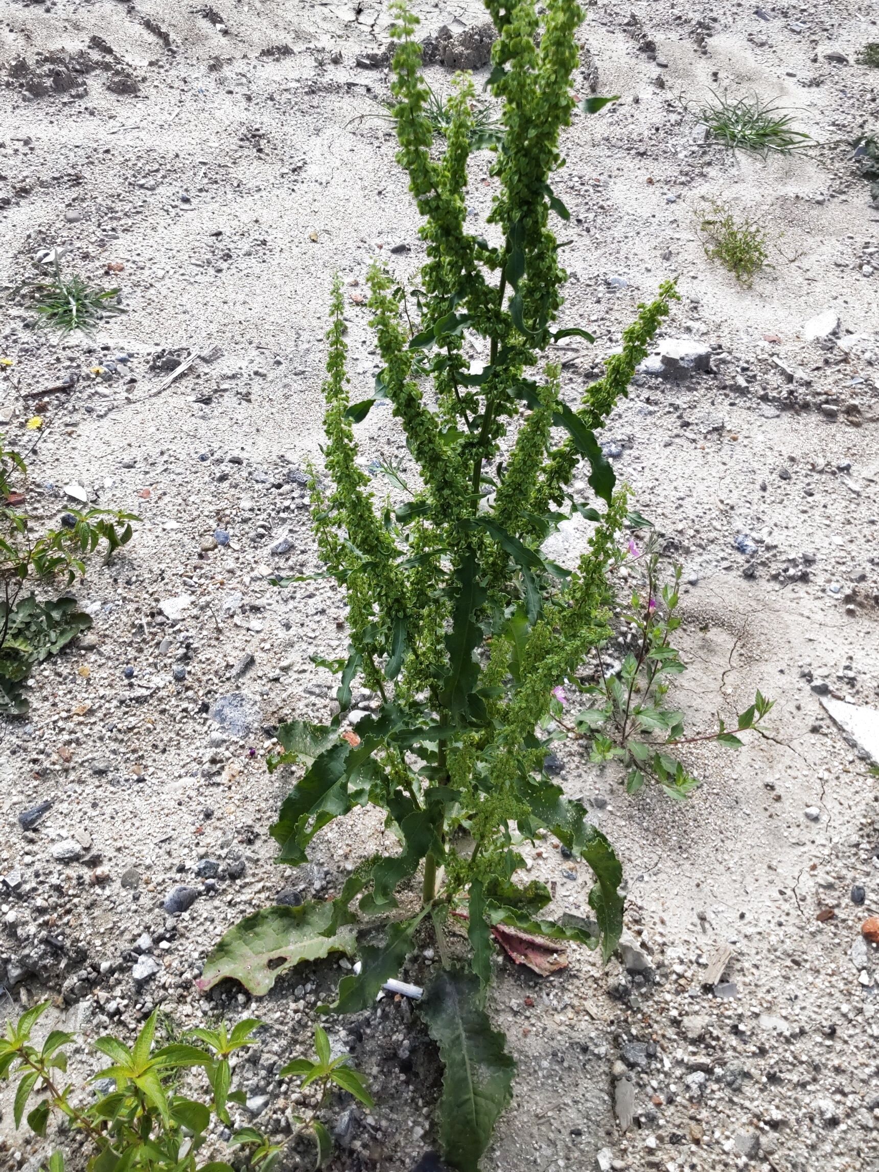 この植物は根が太く頑丈で、一度農地に侵入すると除去が非常に困難で厄介です！